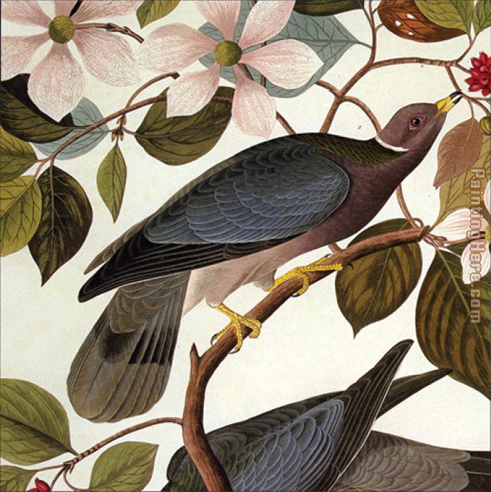 John James Audubon Tailed Pigeon